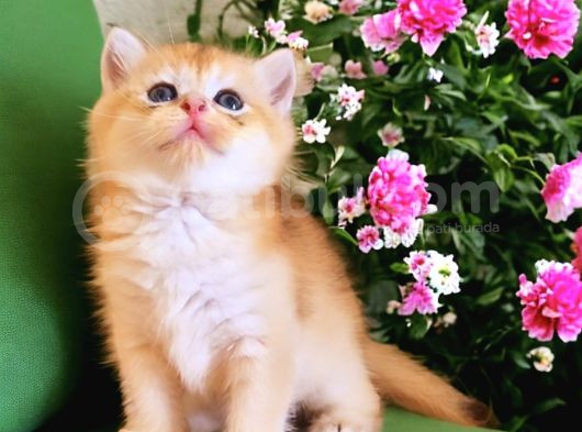 Lisanslı Üreticiden Golden Bebekler görsel
