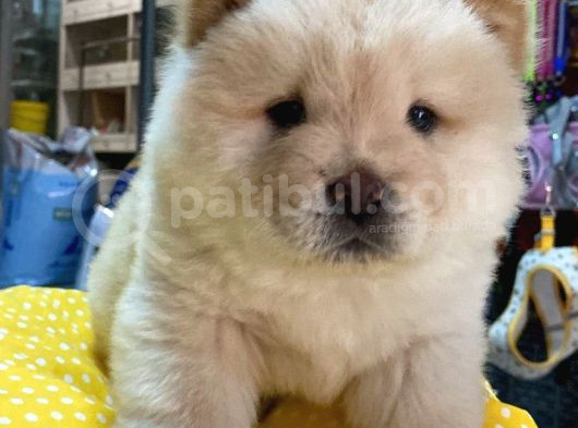 Dünya Tatlisi Chow Chow Yavrumuz
