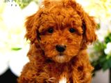 KIPKIRMIZI SAF KAN EVCİLBEBEKLER EV ÜRETİMİ TOOY POODLE 