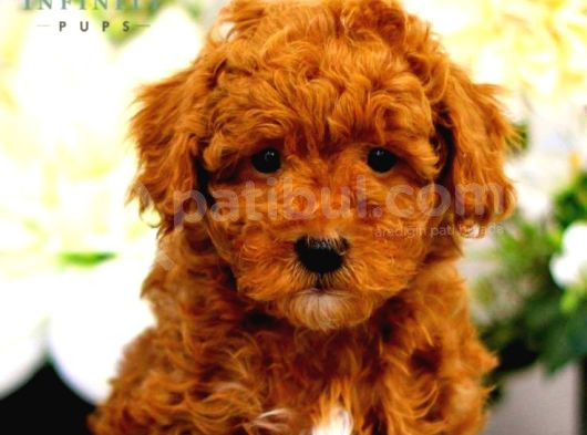 Kipkirmizi Saf Kan Evci̇lbebekler Ev Üreti̇mi̇ Tooy Poodle 