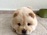 Dünya Tatlisi Chow Chow Yavrumuz