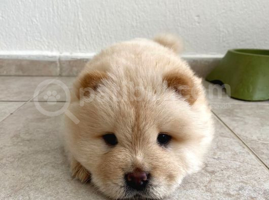 Dünya Tatlisi Chow Chow Yavrumuz görsel