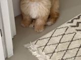 Maltipoo Erkek
