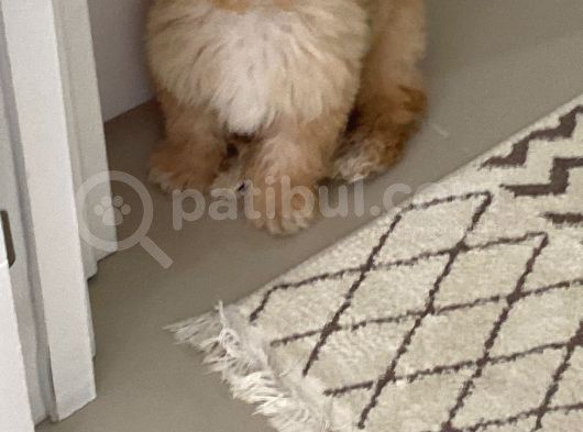 Maltipoo Erkek görsel