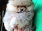 Teddy Bear Garantili Yavrular