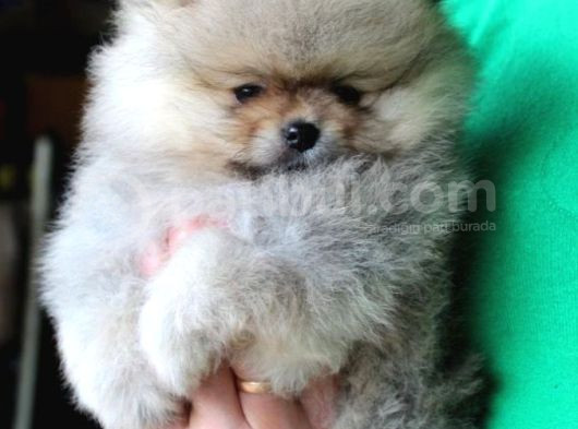 Teddy Bear Garantili Yavrular