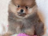 Teddy Bear Garantili Yavrular
