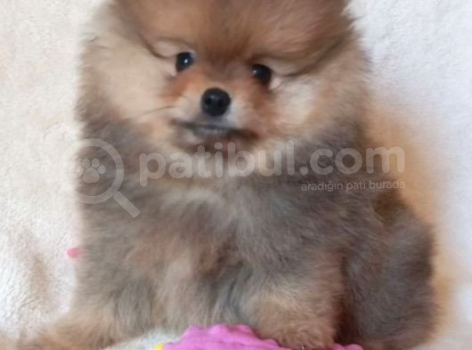 Teddy Bear Garantili Yavrular görsel