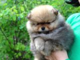 Teddy Bear Garantili Yavrular