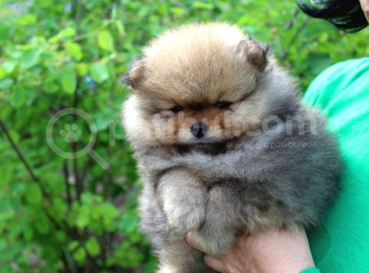 Teddy Bear Garantili Yavrular görsel