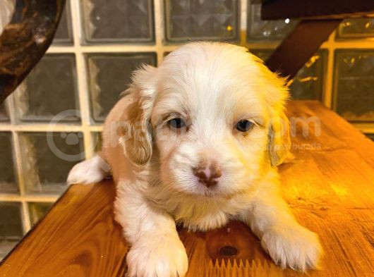 Topaç Gibi Maltipoo Bebeğimiz görsel