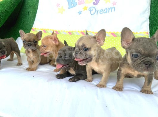 French Bulldog
