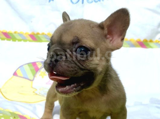 French Bulldog görsel