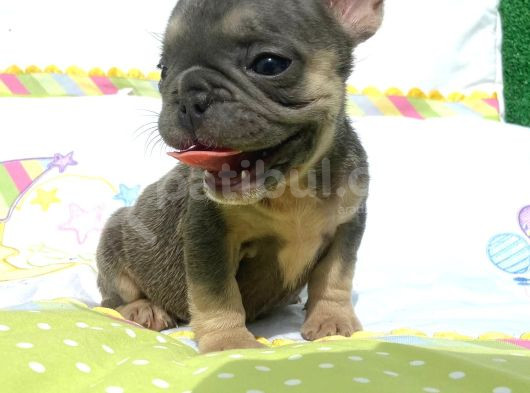 French Bulldog görsel