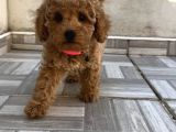Safkan Isteyene Toy Poodle Yavrularimiz