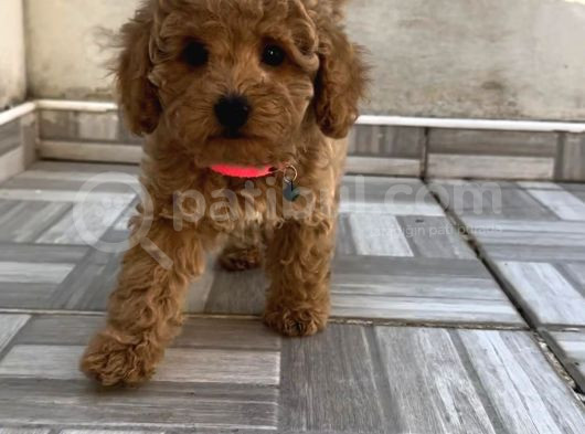 Safkan Isteyene Toy Poodle Yavrularimiz görsel