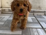 Safkan Isteyene Toy Poodle Yavrularimiz