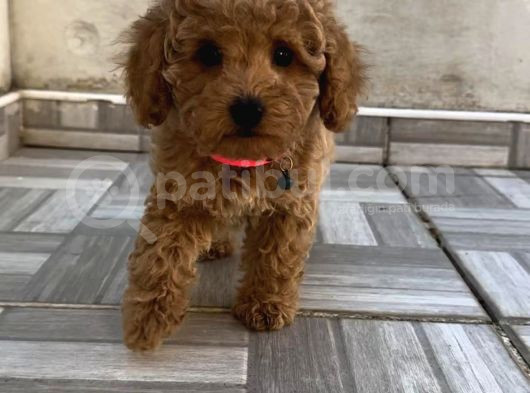 Safkan Isteyene Toy Poodle Yavrularimiz görsel