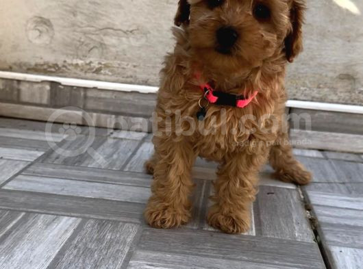 Safkan Isteyene Toy Poodle Yavrularimiz görsel