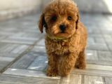 Safkan isteyene Toy Poodle Yavrularimiz