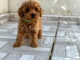 Safkan Isteyene Toy Poodle Yavrularimiz
