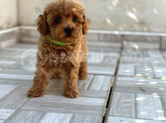 Safkan Isteyene Toy Poodle Yavrularimiz görsel