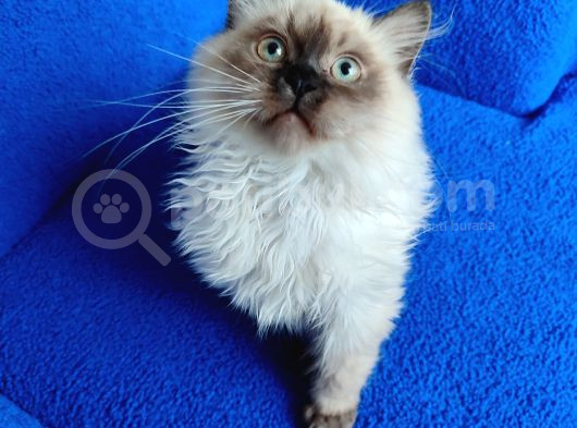 Mükemmel Bi̇r Bri̇ti̇sh Longhai̇r Yavru görsel