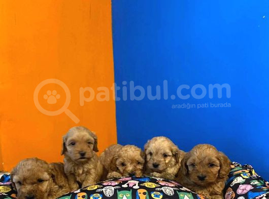 Babyface Irk Garanti̇li̇ Malti̇poo Yavrularimiz görsel