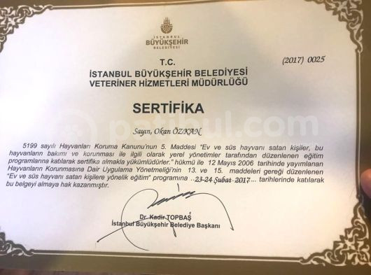 Babyface Irk Garanti̇li̇ Malti̇poo Yavrularimiz görsel