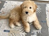 Maltipoo Erkek