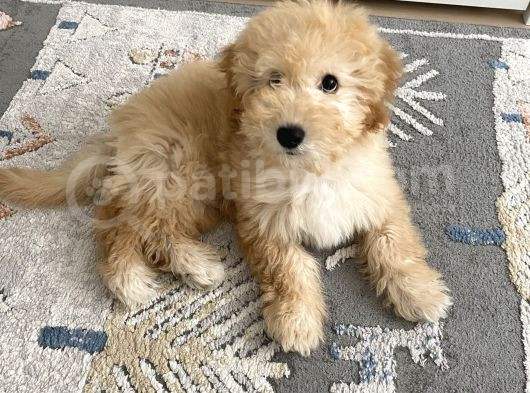 Maltipoo Erkek görsel