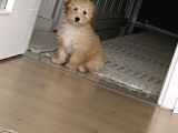 Maltipoo erkek
