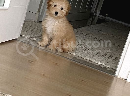Maltipoo Erkek