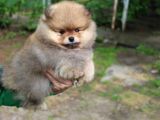 Teddy Bear Garantili Yavrular
