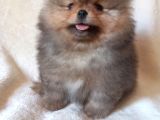 Teddy Bear Garantili Yavrular