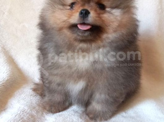 Teddy Bear Garantili Yavrular görsel