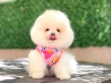 A kalite pomeranian boo