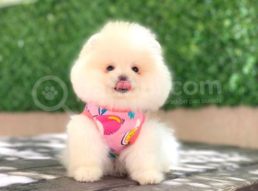 A Kalite Pomeranian Boo