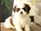 BASIK YÜZ  MİNİ PUPPY KIVIRCIK TÜYLÜ PEKİNEZ İMPERİAL YAVRU 