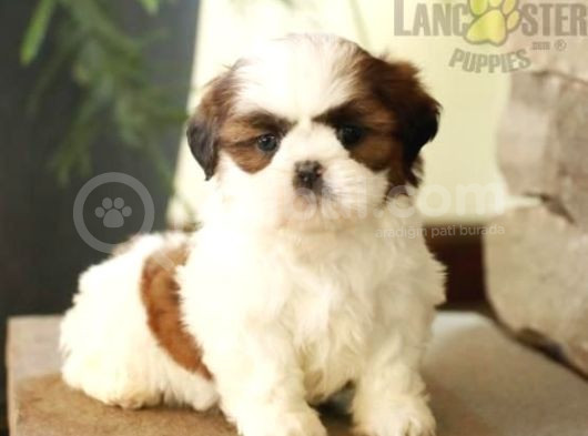 Basik Yüz  Mi̇ni̇ Puppy Kivircik Tüylü Peki̇nez İmperi̇al Yavru 