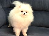 Show Kalite Pomeranian Boo