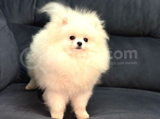 Show Kalite Pomeranian Boo görsel