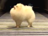 Show Kalite Pomeranian Boo