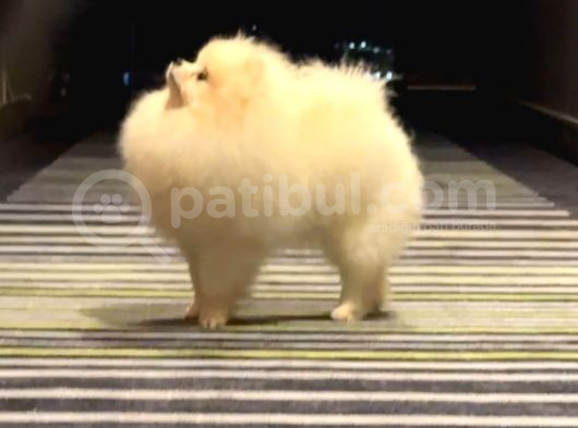 Show Kalite Pomeranian Boo görsel