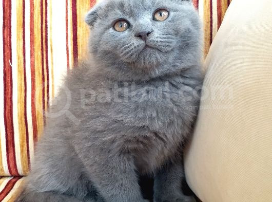 Bal Gözlü Ayı Surat Fold Yavrular