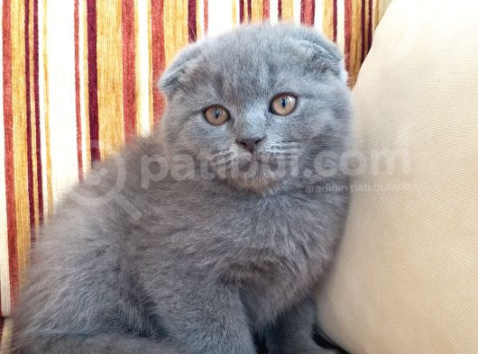 Bal Gözlü Ayı Surat Fold Yavrular görsel