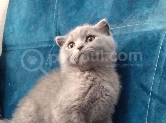 Bal Gözlü Ayı Surat Fold Yavrular görsel