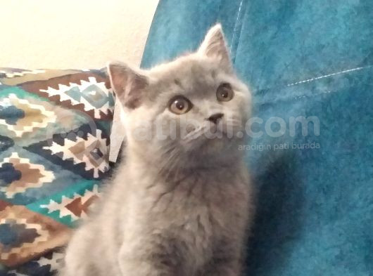 Bal Gözlü Kali̇teli̇ Irk Yavrular