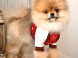 A kalite pomeranian ayıcık surat