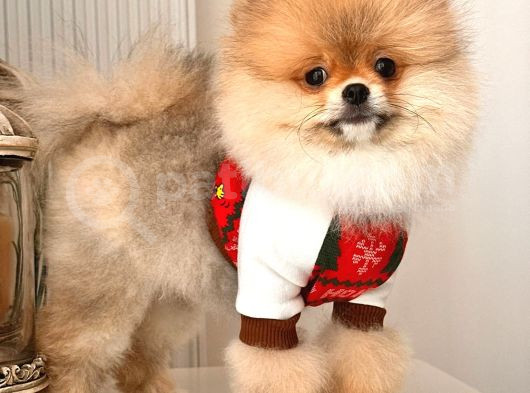 A Kalite Pomeranian Ayıcık Surat